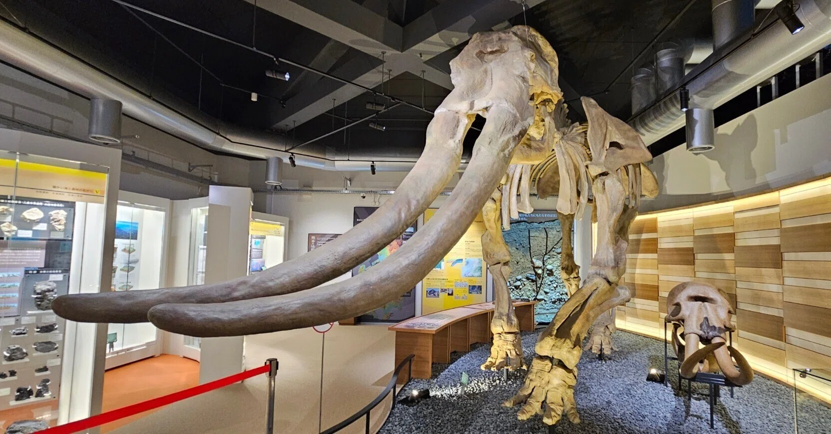 アマミサソリモドキ 立体標本 アマミサソリモドキ | - 生体
