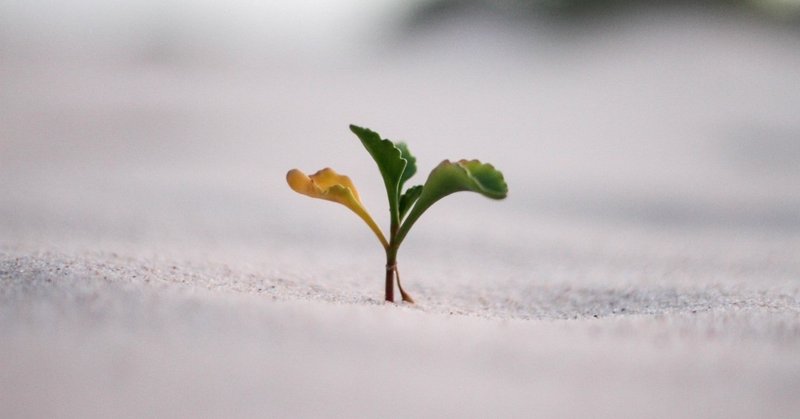 能力が高い人ほど意外と芽がでない理由 もったいない人 しゅうへい note