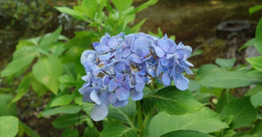 14年前に発売された宝物｜マユシム