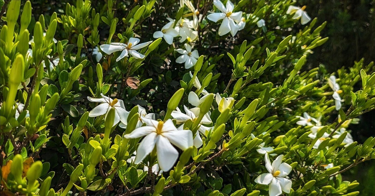 クチナシの花|annon クチナシの花|annon