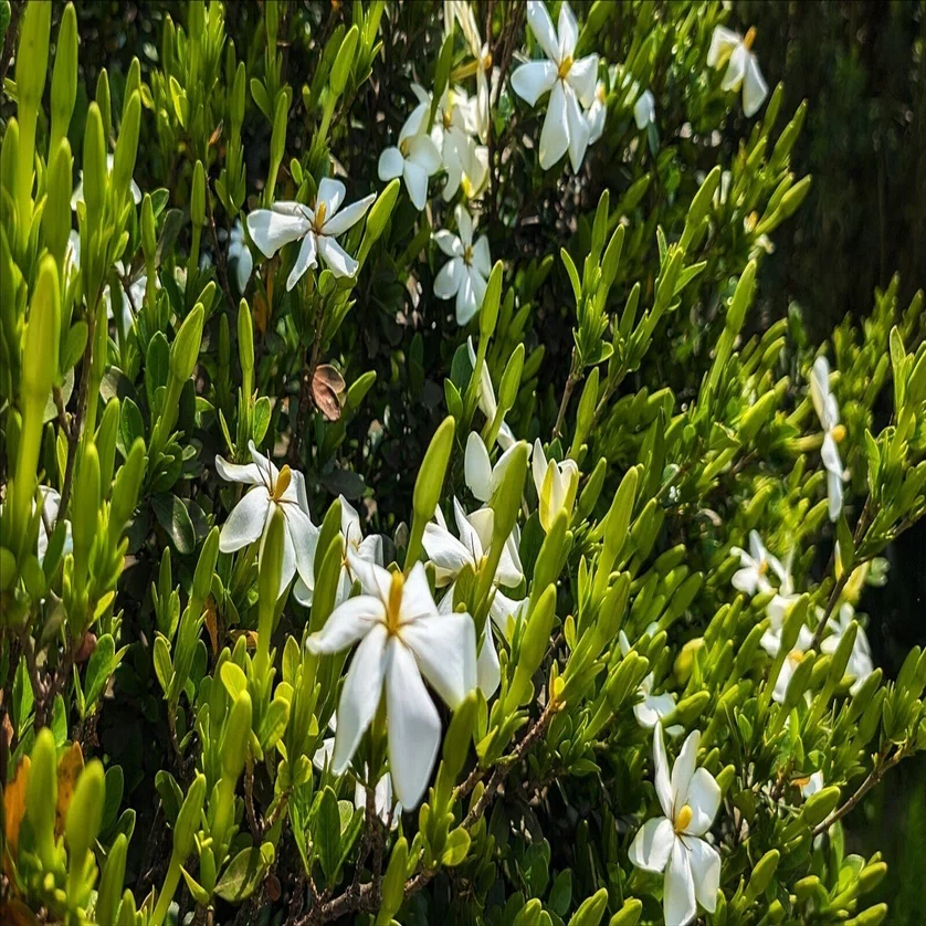 クチナシの花｜annon