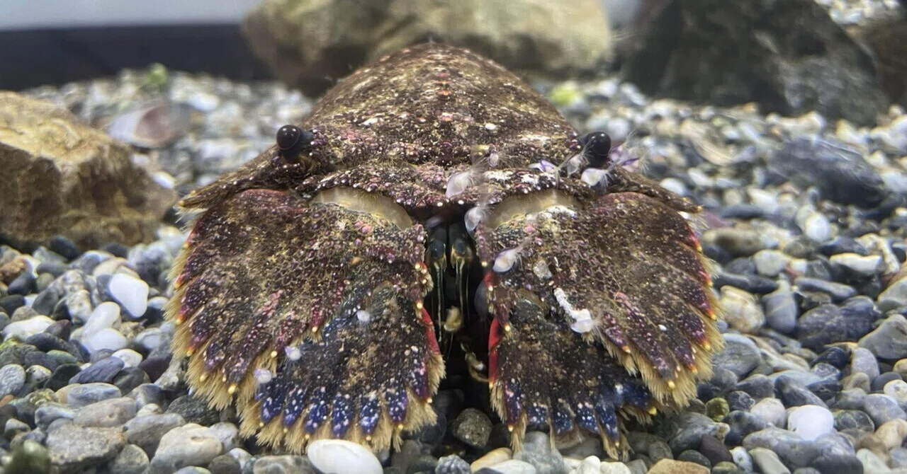 ゾウリエビ《展示動物解説》｜桂浜水族館 公式