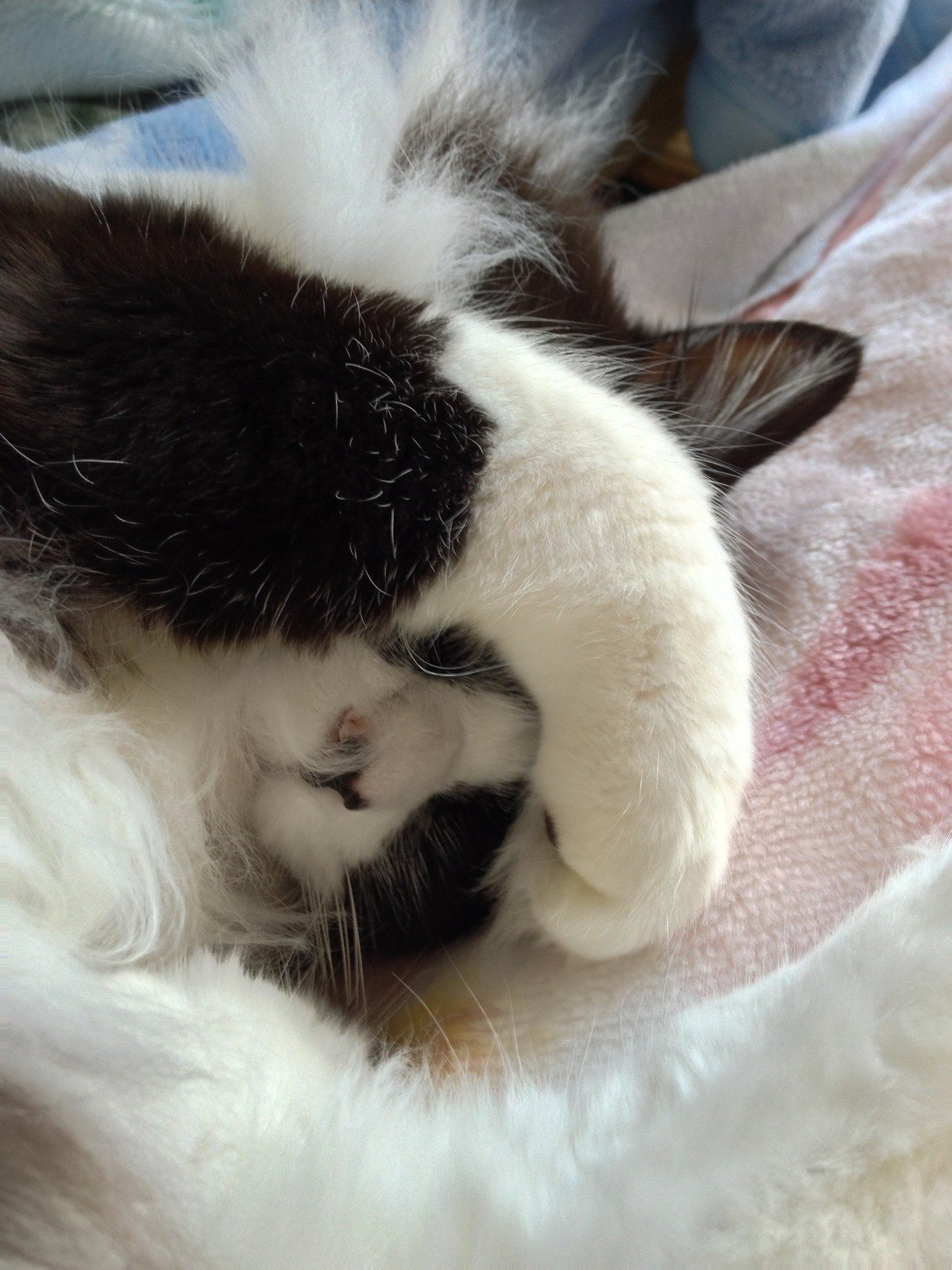 かわいい猫写真 本人 ねこ 現在エリカラ中ですので過去写真から くろねこ Note