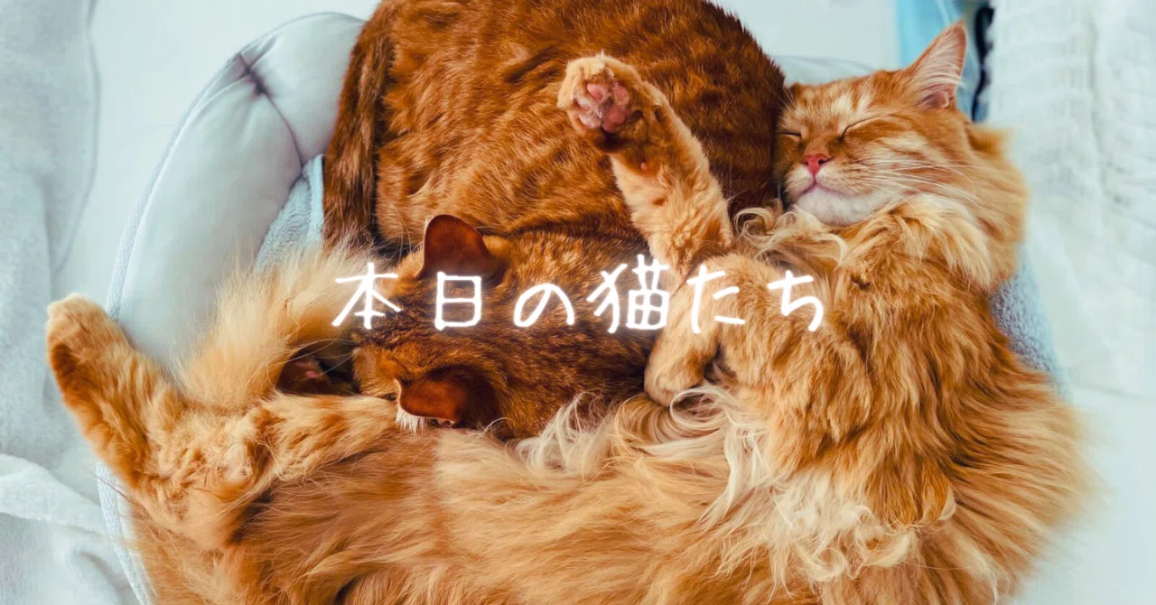 本日の猫たち #356（ネコハラ）｜MIU