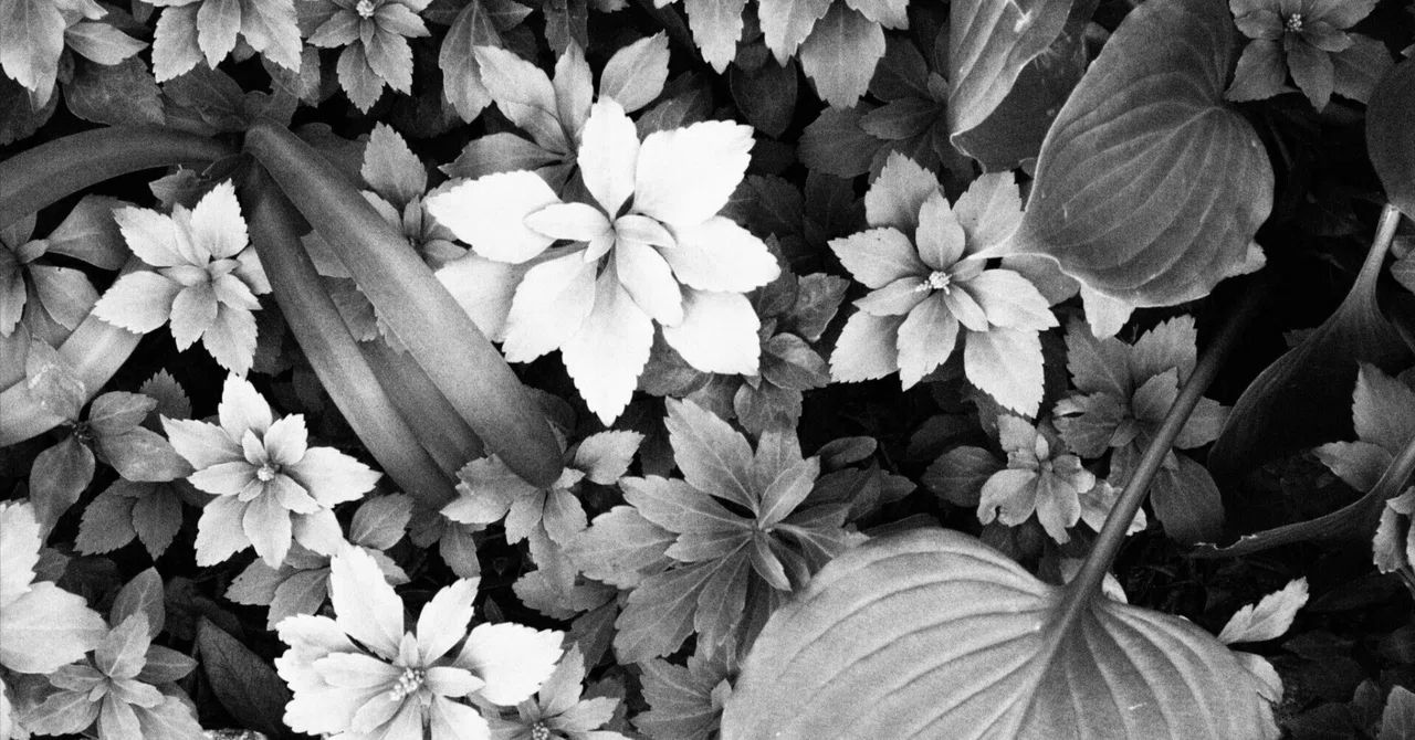 LC-A Minitar-1 Art Lens 2.8/32 M #19｜kaz_photo