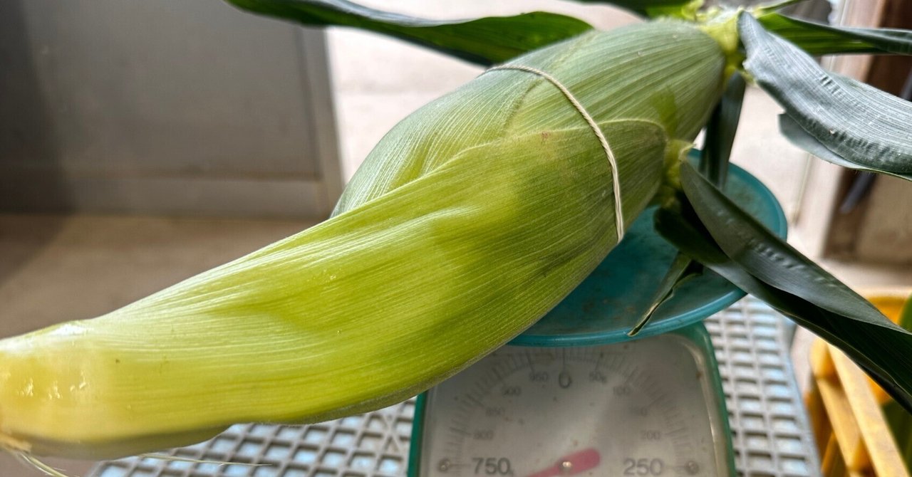 2024とうもろこし(10) 今年のチャンピオン記録｜NicePapa 平野 尚志