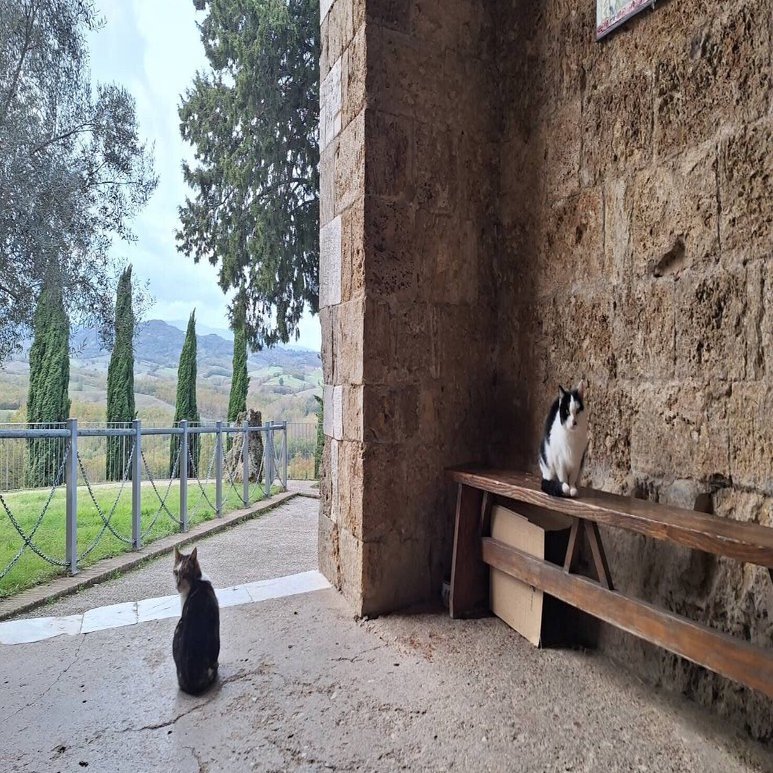 イタリアで出会ったニャンコたち｜Amore☆VA' DOVE TI PORTA IL CUORE☆