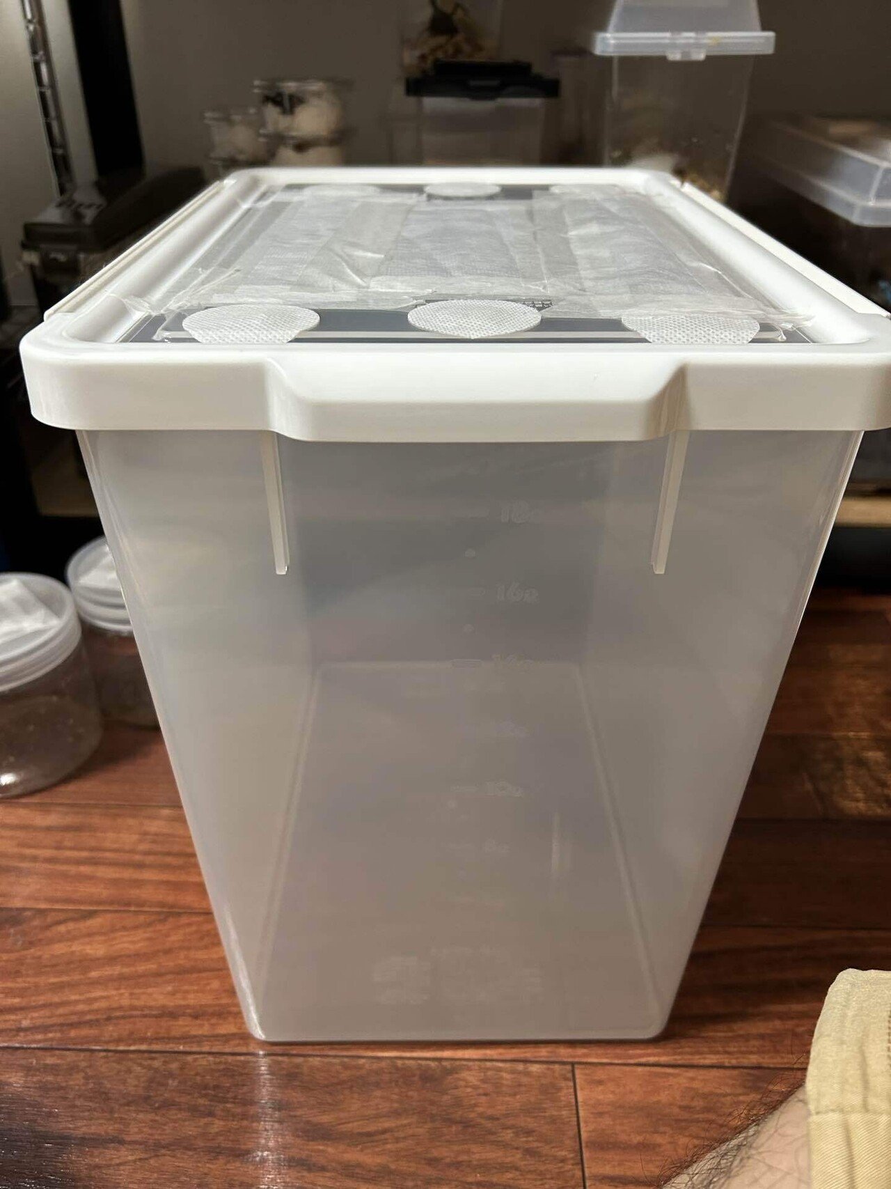 トルクァータ・インマキュリコリス産卵セットから幼虫孵化まで結果｜Kenai