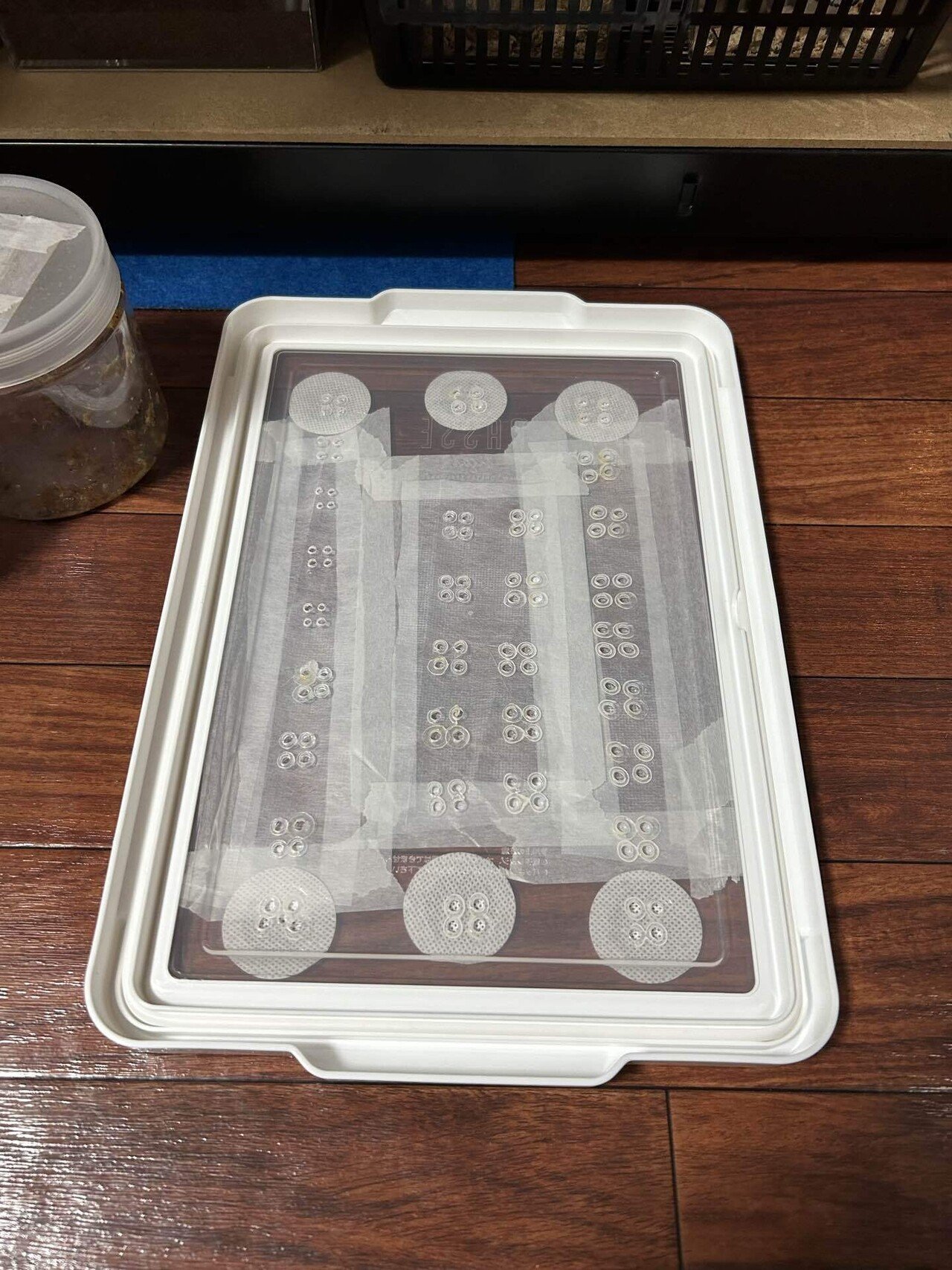 トルクァータ・インマキュリコリス産卵セットから幼虫孵化まで結果｜Kenai