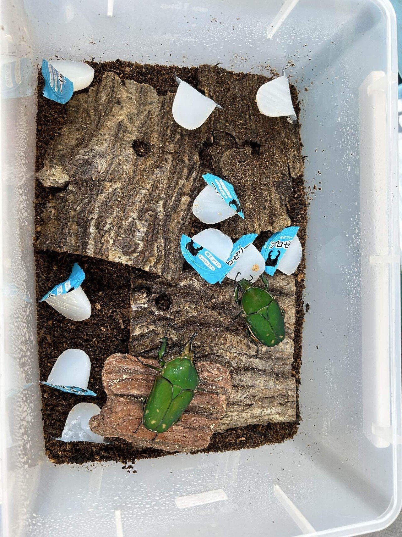 イン卵様 トルクァータ・インマキュリコリス産卵セットから幼虫孵化まで結果｜Kenai