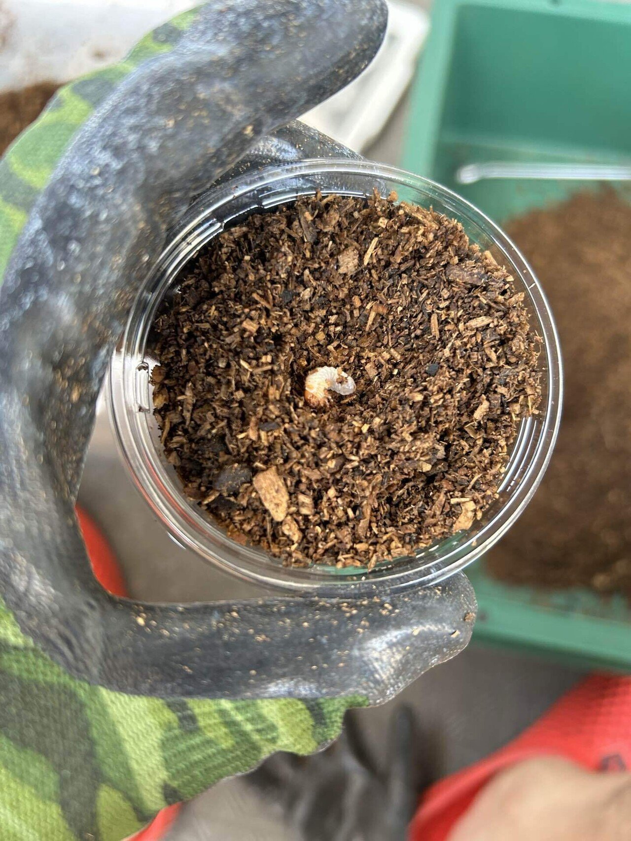 トルクァータ・インマキュリコリス産卵セットから幼虫孵化まで結果｜Kenai