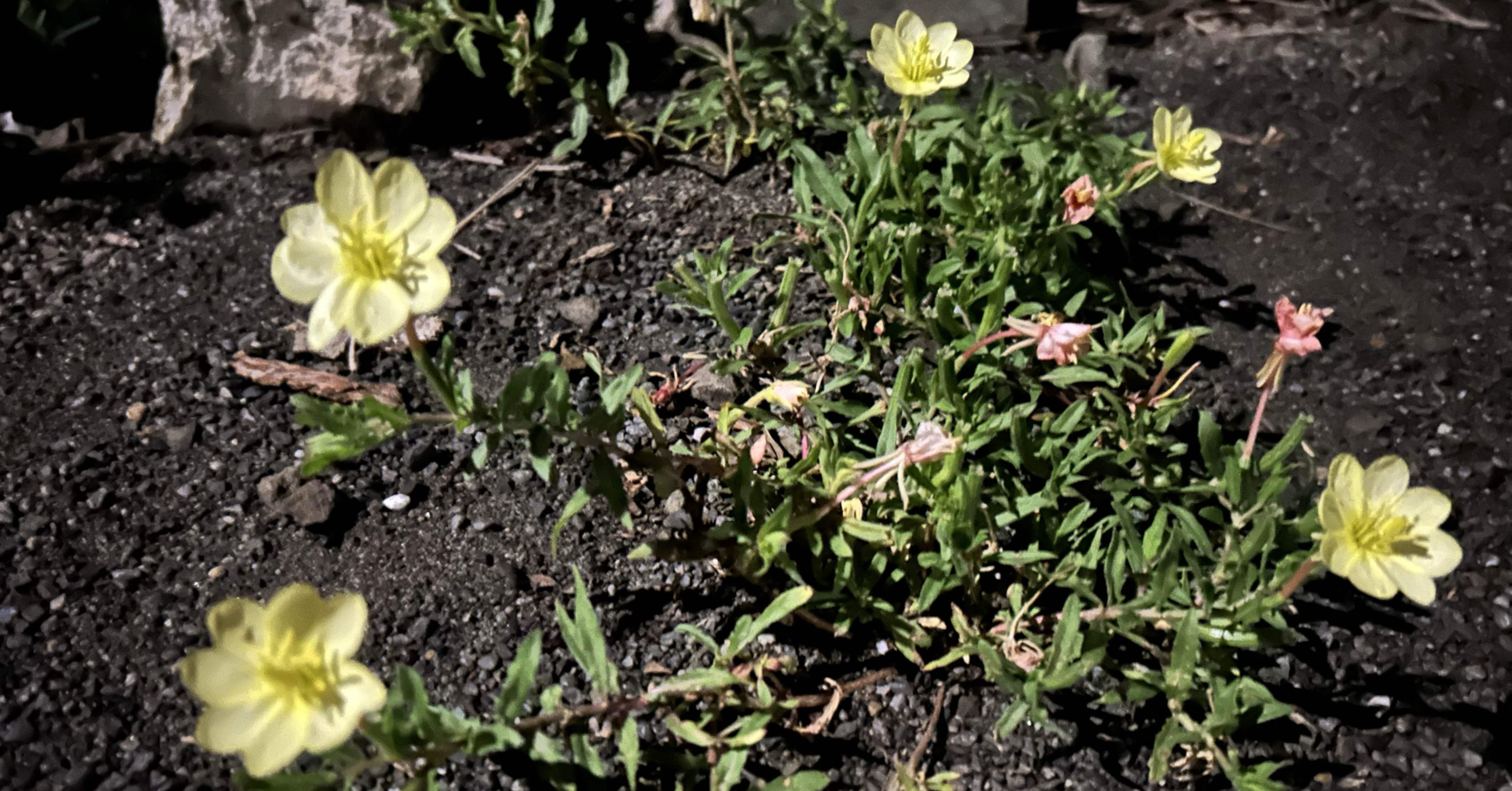 月見草　原画 昼咲桃色月見草の写真素材｜写真素材なら「写真AC」無料（フリー