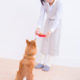 犬の心理栄養カウンセラー 三苫恵理子