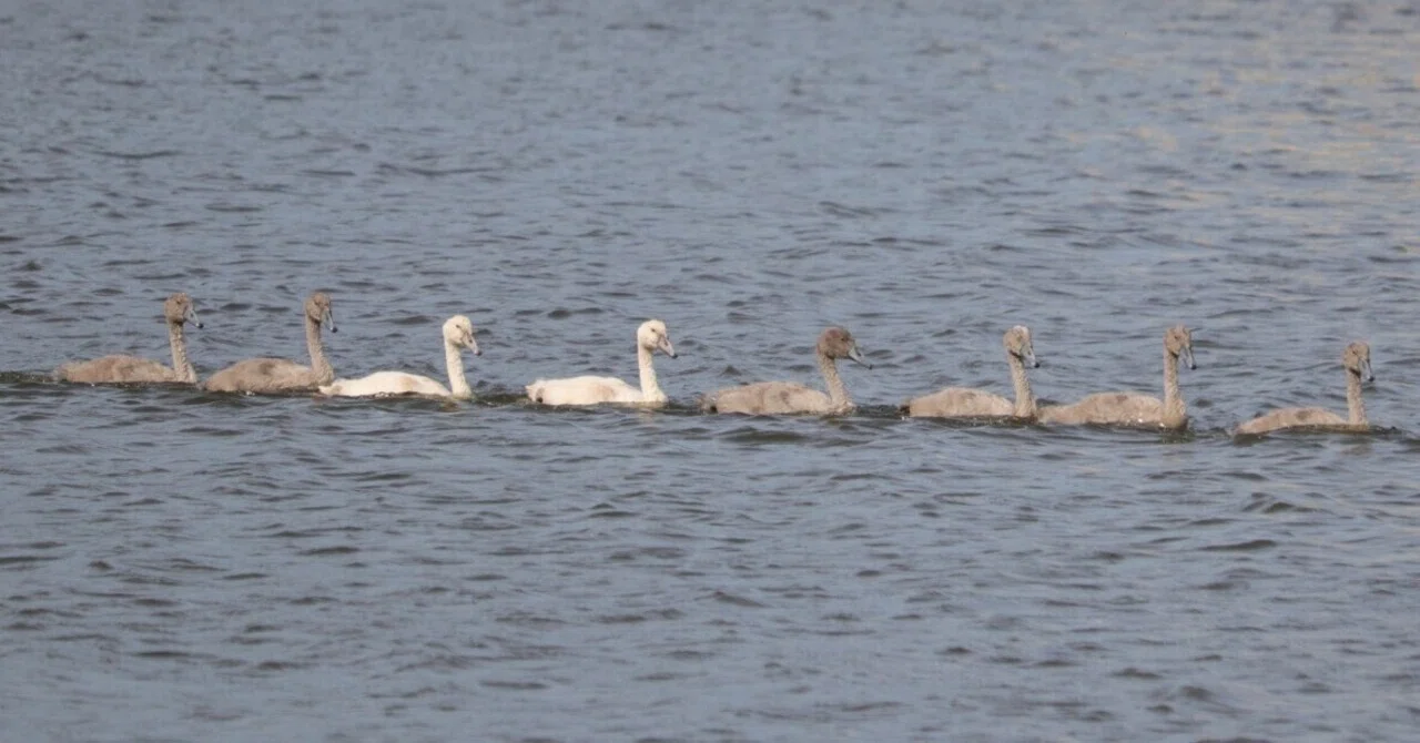 Mute Swan Rearing Record (3)｜秋桜の里