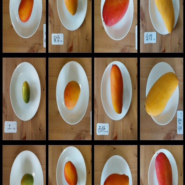 マンゴー食べ比べ｜RIRI