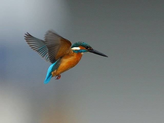 第540回 野鳥のホバリング 翆野 大地 Note 第540回 野鳥のホバリング 翆野 大地 Note