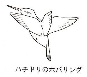 第540回 野鳥のホバリング 翆野 大地 Note 第540回 野鳥のホバリング 翆野 大地 Note