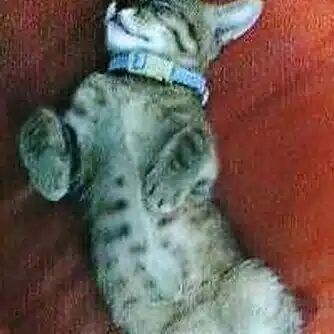 誇羅志　瞳