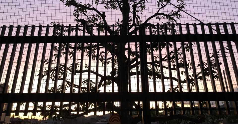 北国の紅葉 嬉野さんの言葉の切れはし 260 嬉野雅道 Note