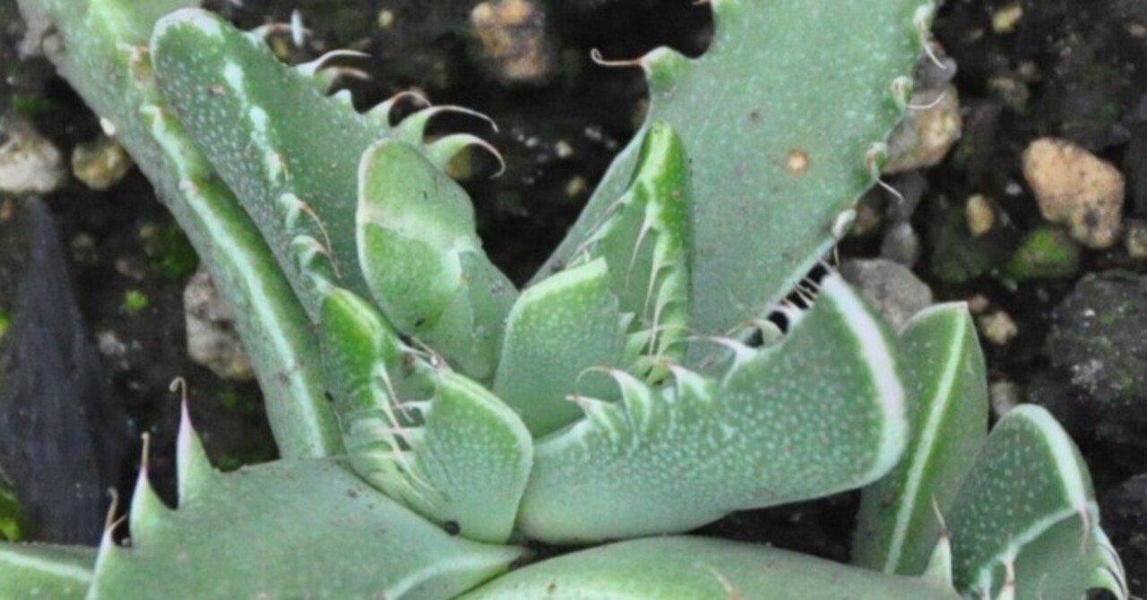 多肉植物 フォーカリア 魔獣の肉×紅蓮地獄(実生苗です) 実生苗