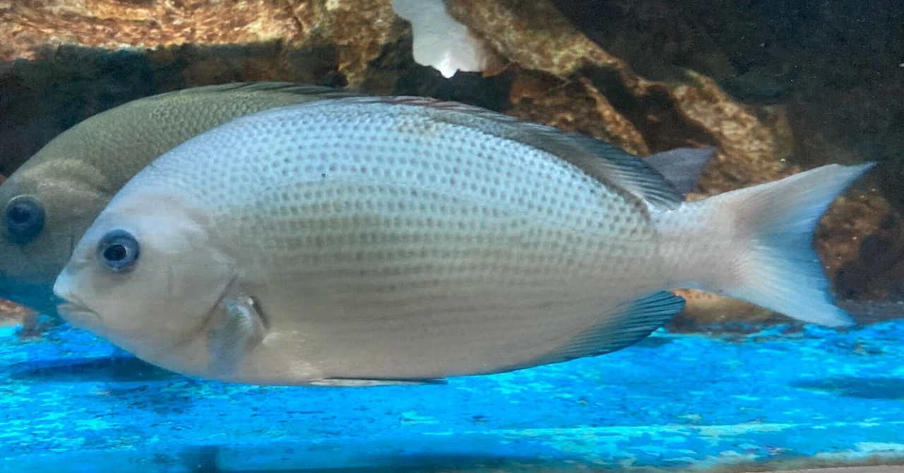 メジナ《展示動物解説》｜桂浜水族館 公式