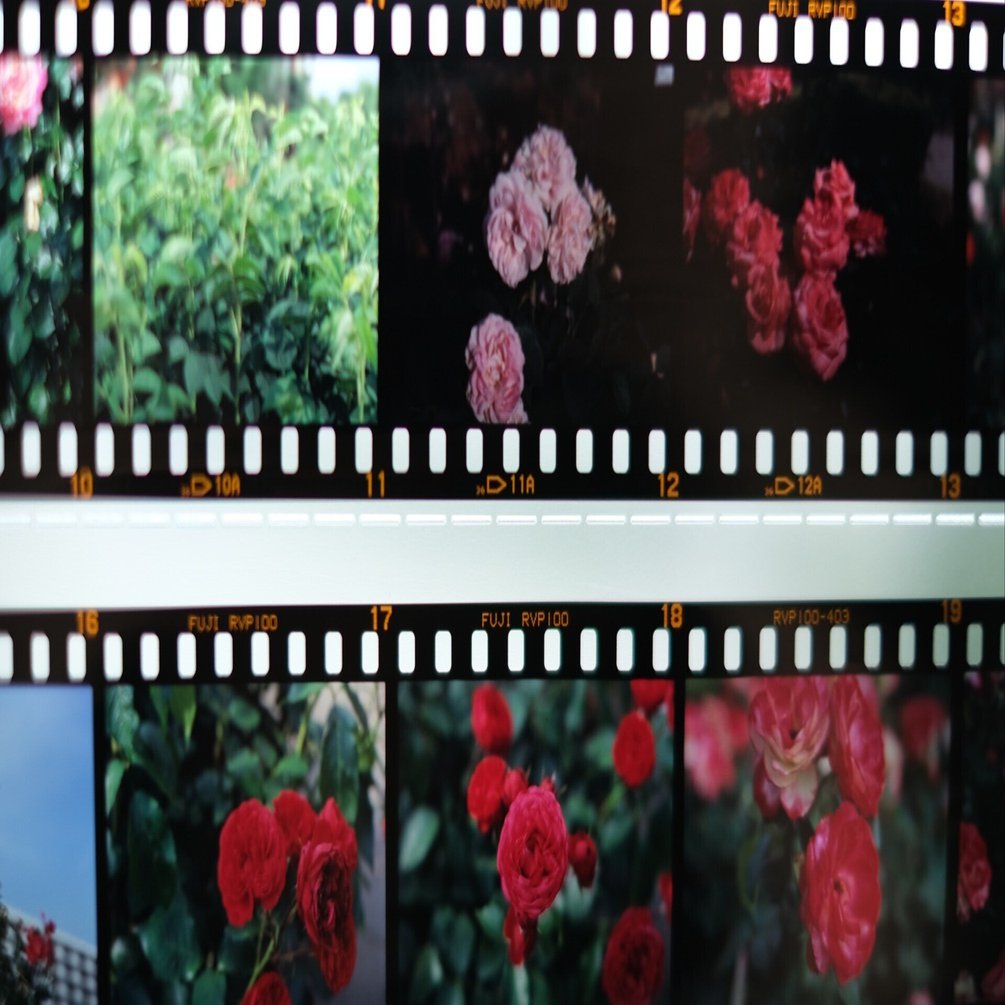 Velvia vs Velvia フィルムシミュレーションとフィルムを撮り比べて