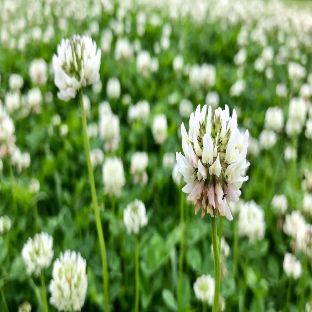 つめくさの花｜鈴木咲子/ Sakiko Suzuki