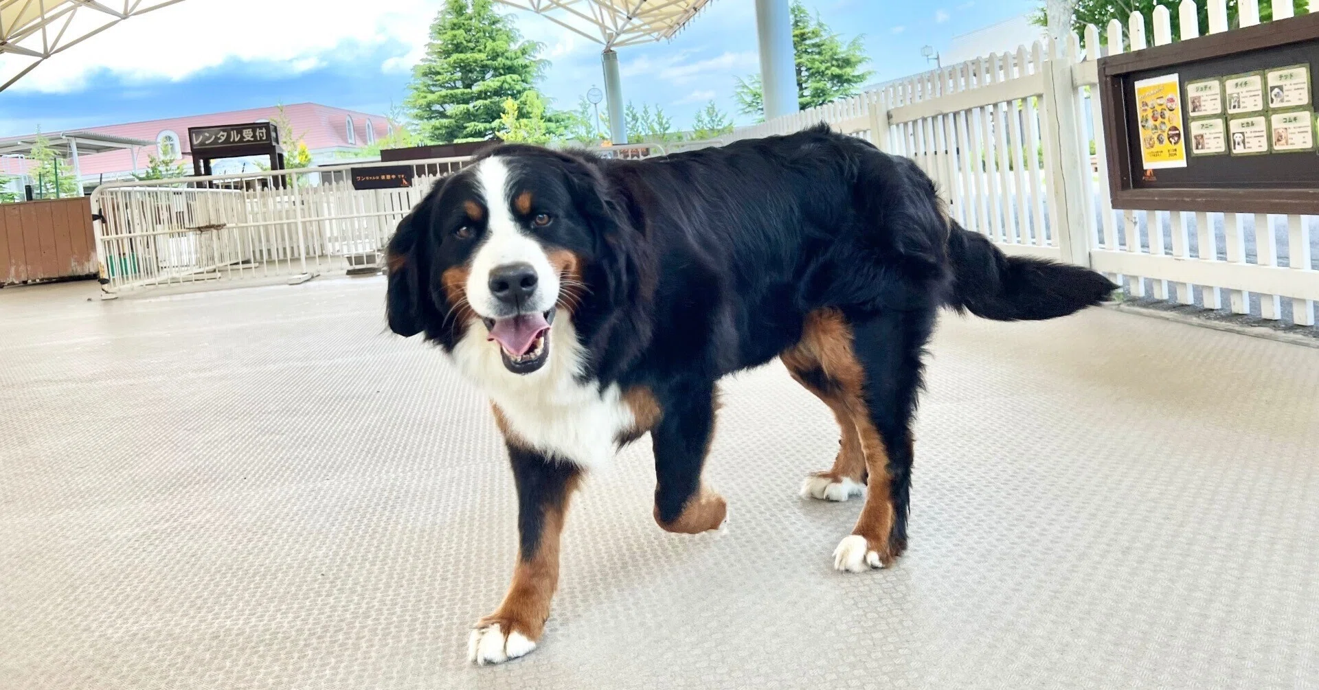 新入り犬🐕モアナを紹介🐾｜那須どうぶつ王国公式note