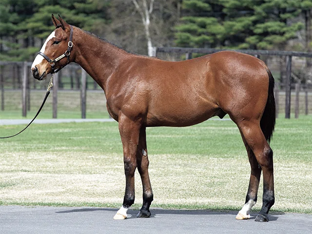 一口馬主】「募集時の馬体重が450キロ以上」だった馬のその後を追って