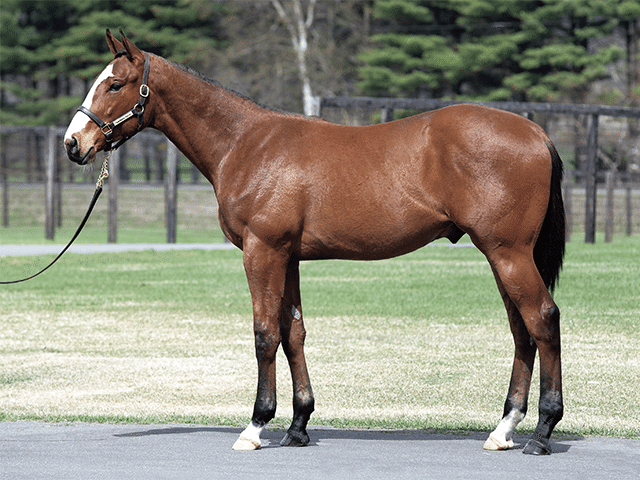 一口馬主】「募集時の馬体重が450キロ以上」だった馬のその後を追って