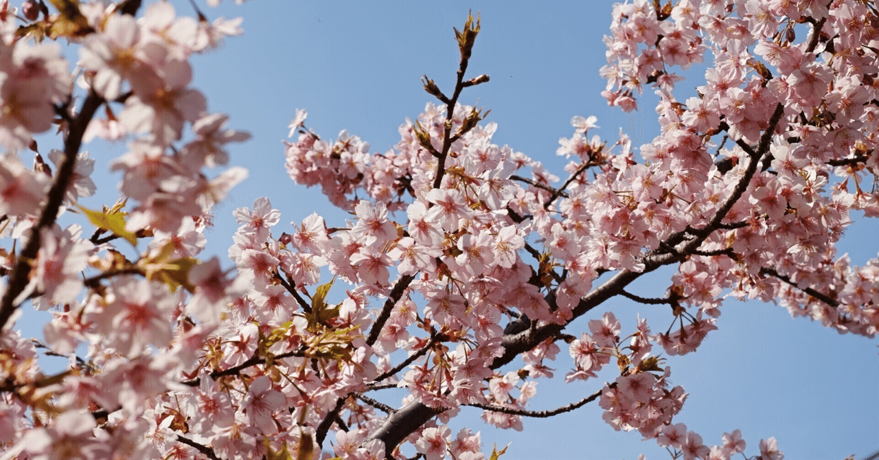 アングラ民族さん|しましま