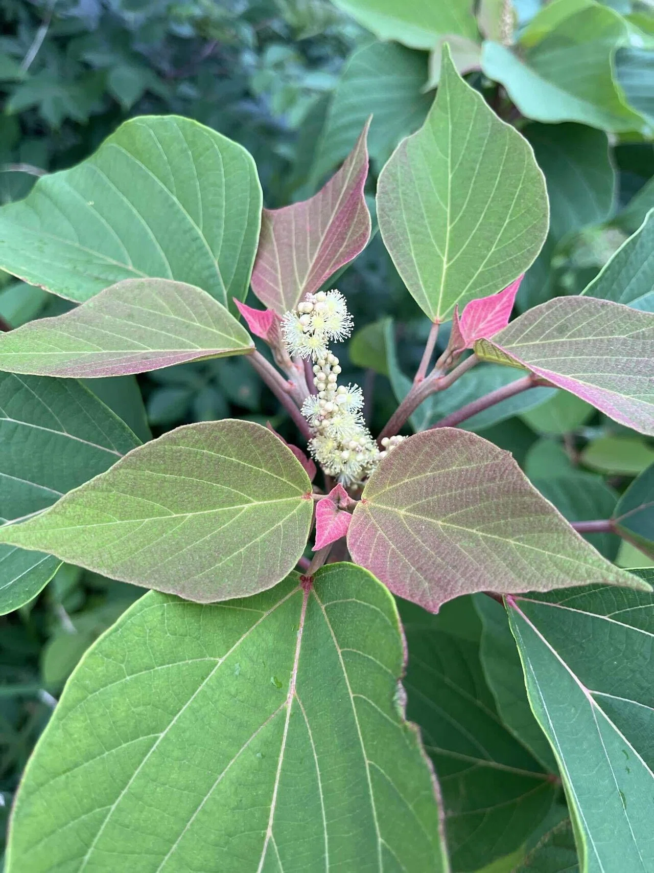 JARDIN BIOLOGIQUE 〜植物療法と庭〜アカメガシワの花|植物療法士・山本真理