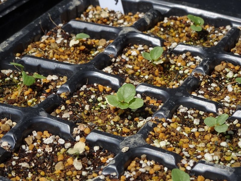 パンジーとビオラの育苗 葉焼けしてしまった 反省 ゆかこ Note