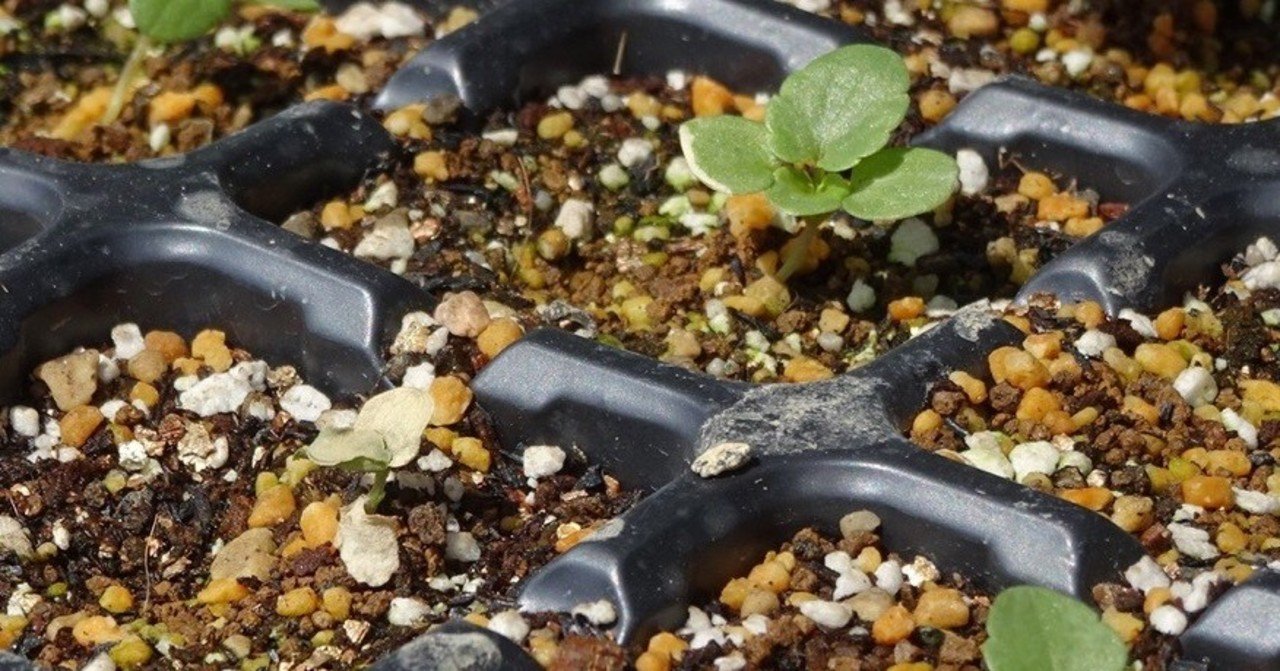 パンジーとビオラの育苗 葉焼けしてしまった 反省 ゆかこ Note