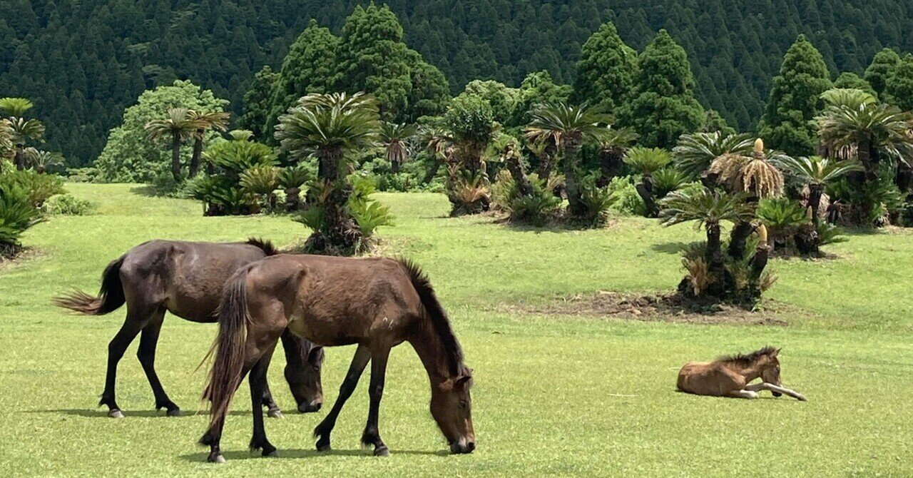 宮崎県の南ちょっと鹿児島 幸島の猿と岬馬【専業旅婦は日本だって旅