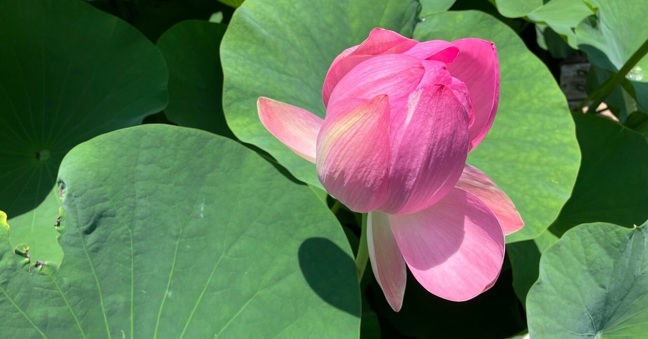 花歳時記大百科 978-4-86152-571-1_07-1-1-