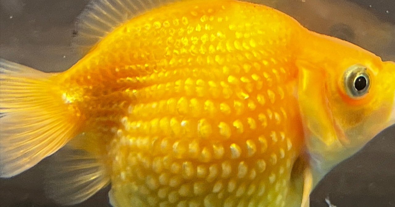 金魚水槽のインテリア性｜SAMURAI FARM
