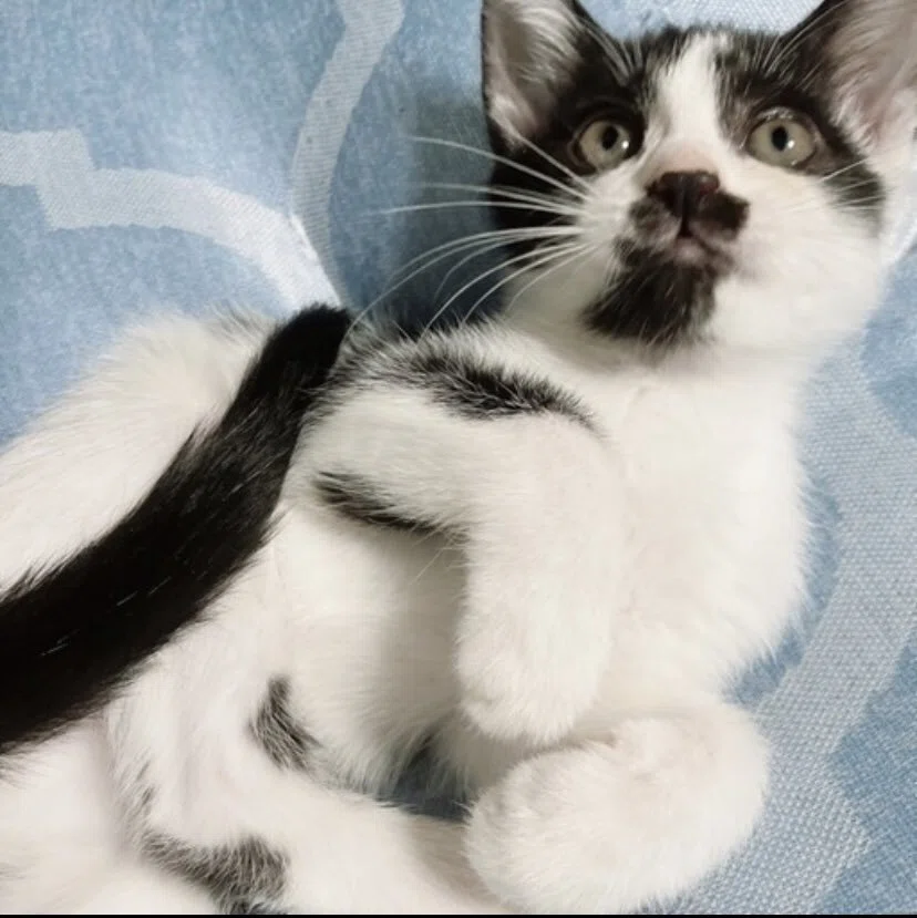保護猫ほたてをお迎えした日｜hotatecat
