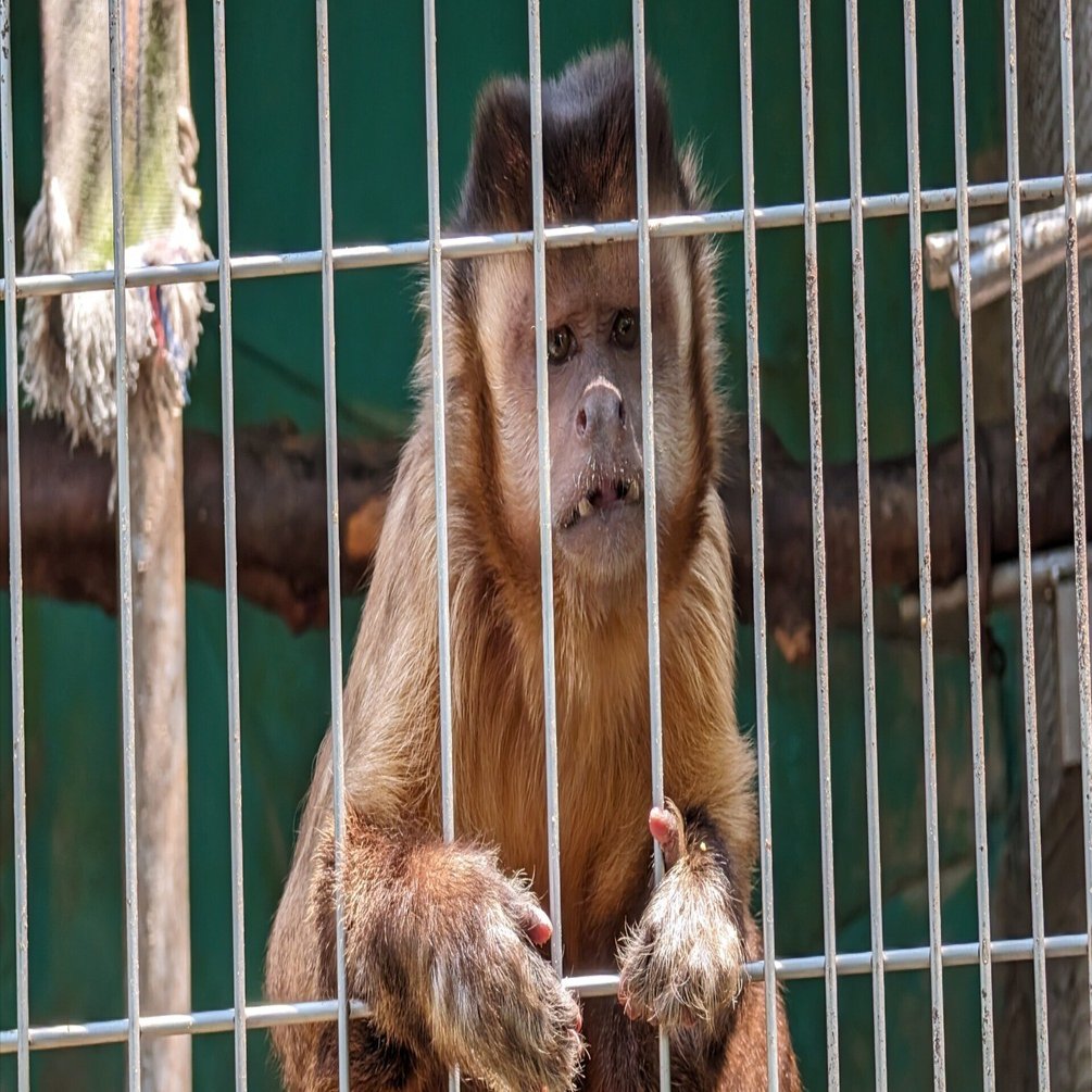 たくさん歩く(日本モンキーセンター2)#466｜やん（矢野達也）