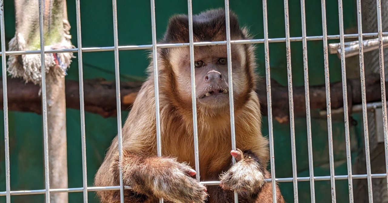 たくさん歩く(日本モンキーセンター2)#466｜やん（矢野達也）
