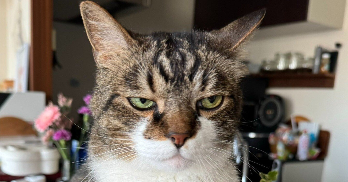 猫目 51537c62020adfa16b07c85bd10b73