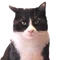 Rabi Sato