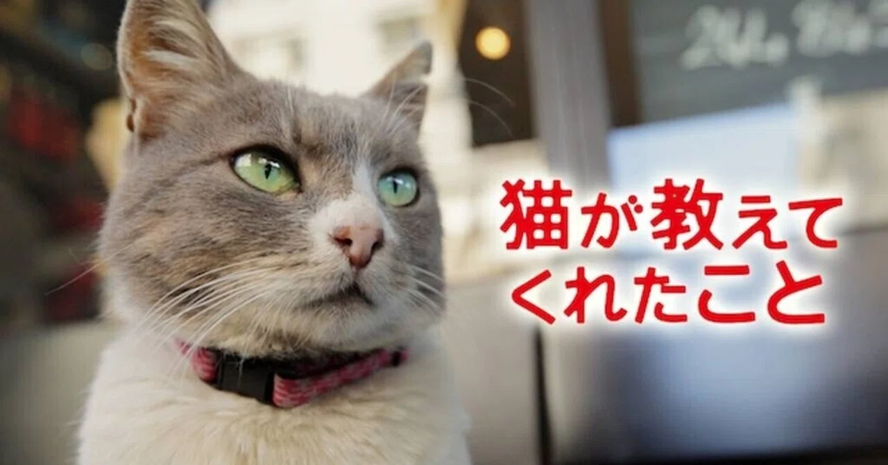映画『ネコが教えてくれたこと』｜STARLET