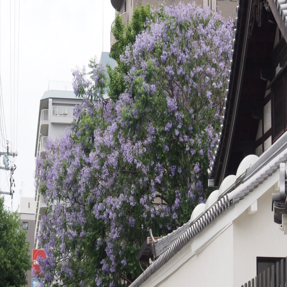 大阪市 妙光寺2024年6月17日【ジャカランダ】｜レタス