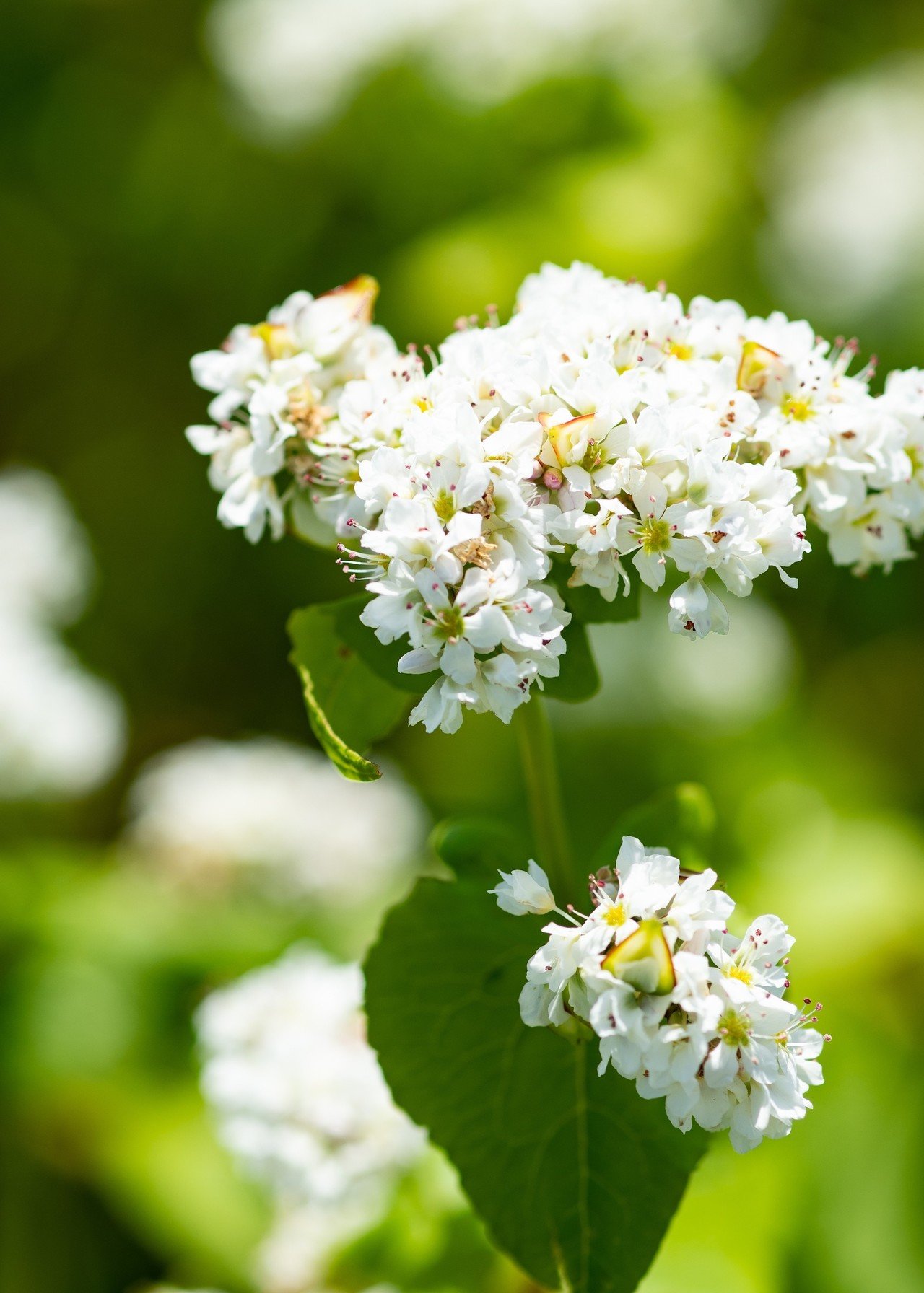 摩周そば Tomoki Kokubun Photography Note