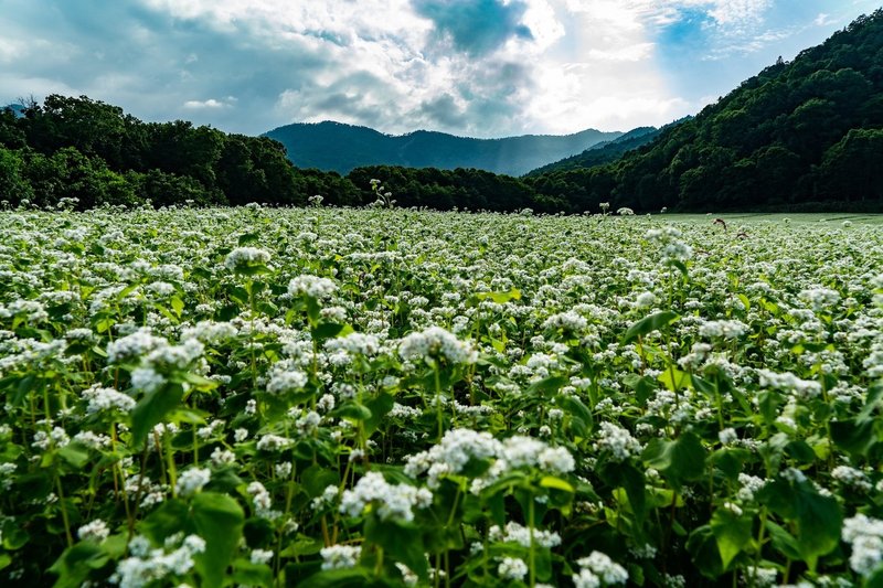 蕎麦写真-28