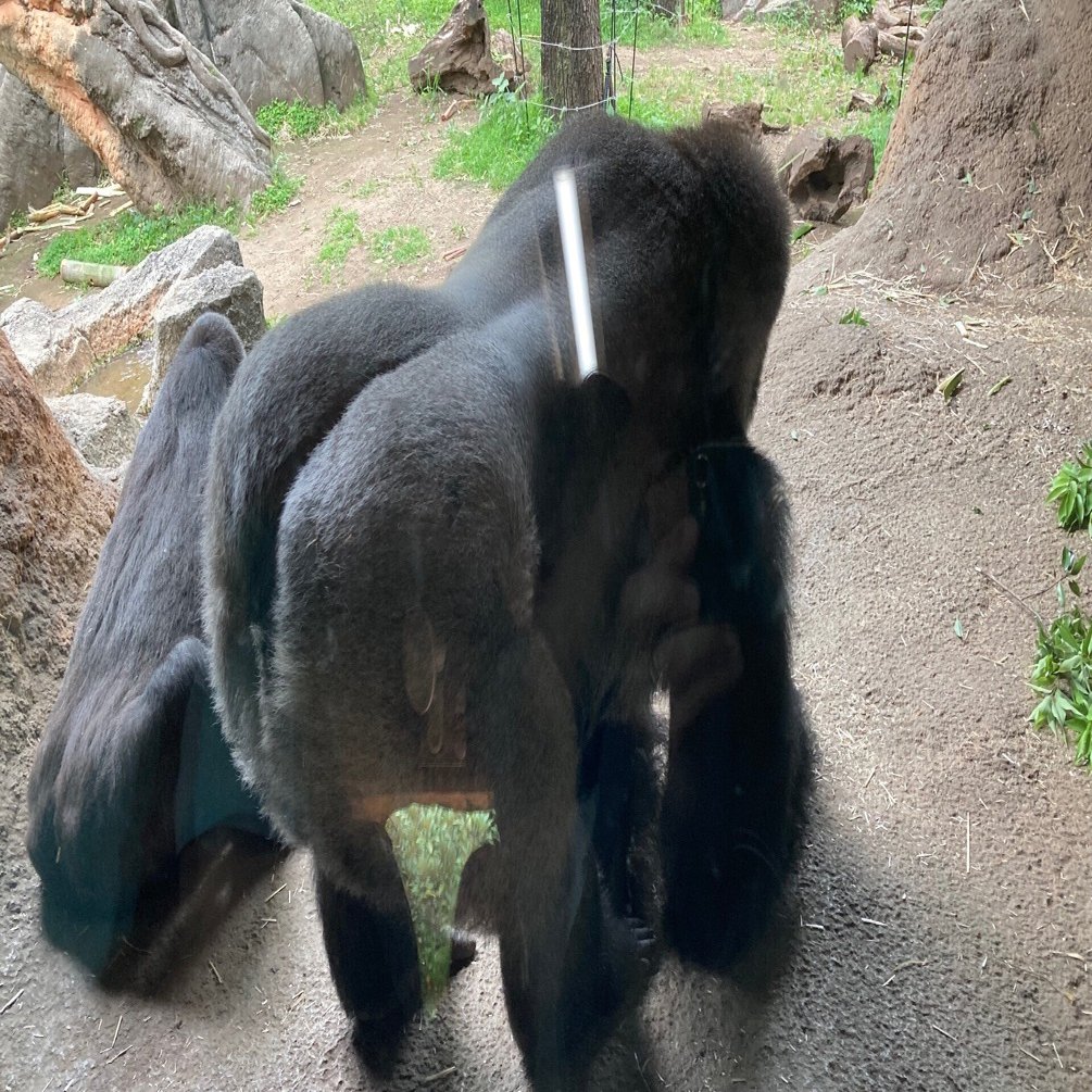 短歌一首】 背負（しょ）はれたきゴリラの母（orゴリラの父）の背の広