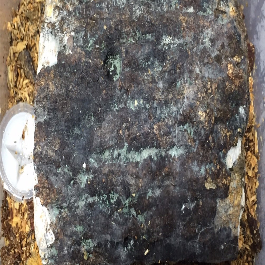 ツインピークス型オオクワガタ成長曲線｜kyogoku oakwagata