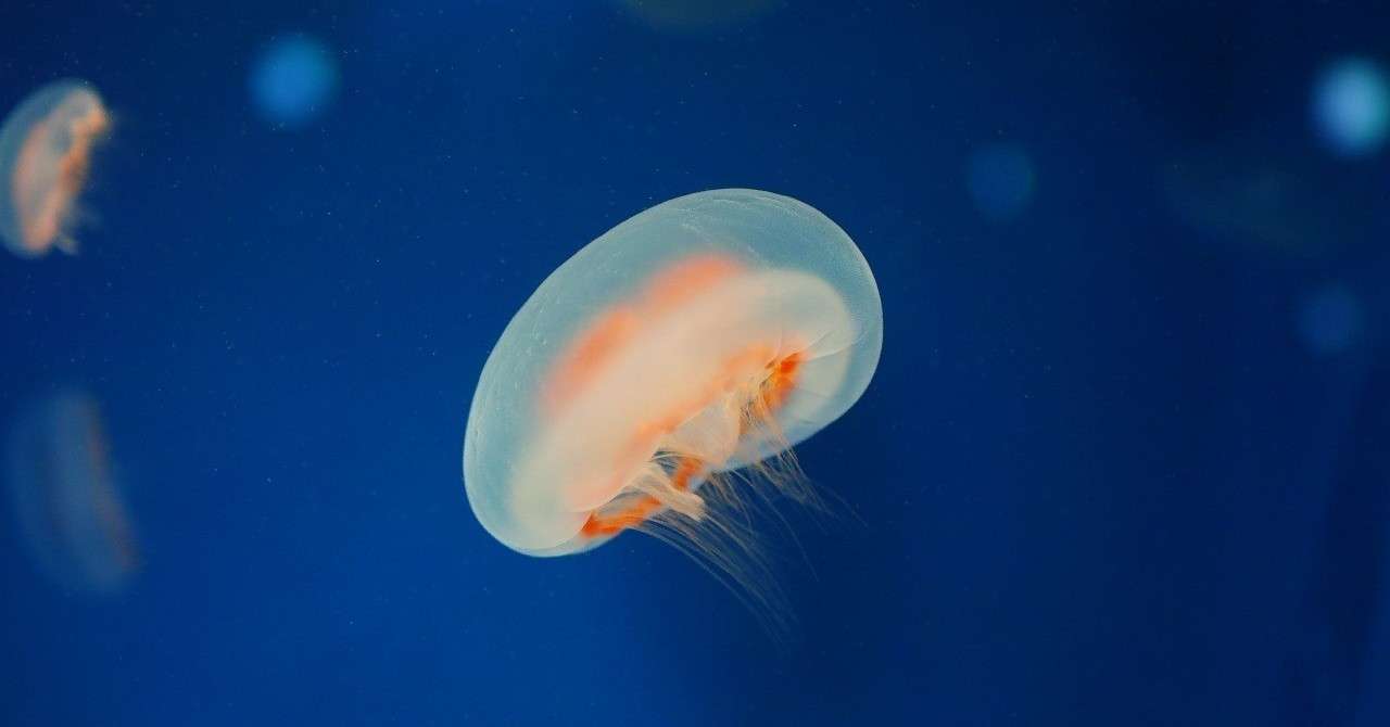 劇団四季 リトルマーメイド 自分の足で立ちたい かとけい Note