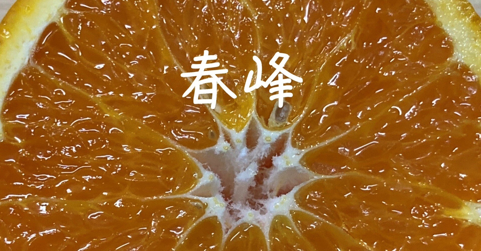 柑橘日記【春峰(しゅんぽう)】｜樹木医Sakurai